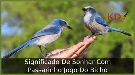 sonhar com passarinho no jogo do bicho - Sonhar com Passarinho 